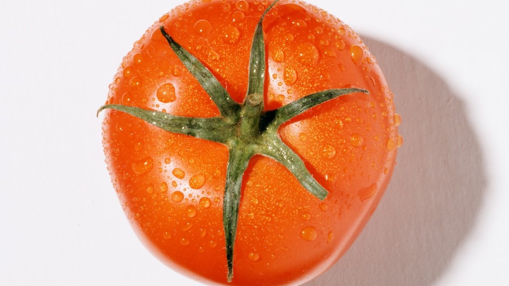 How Often To Feed Tomato Plants