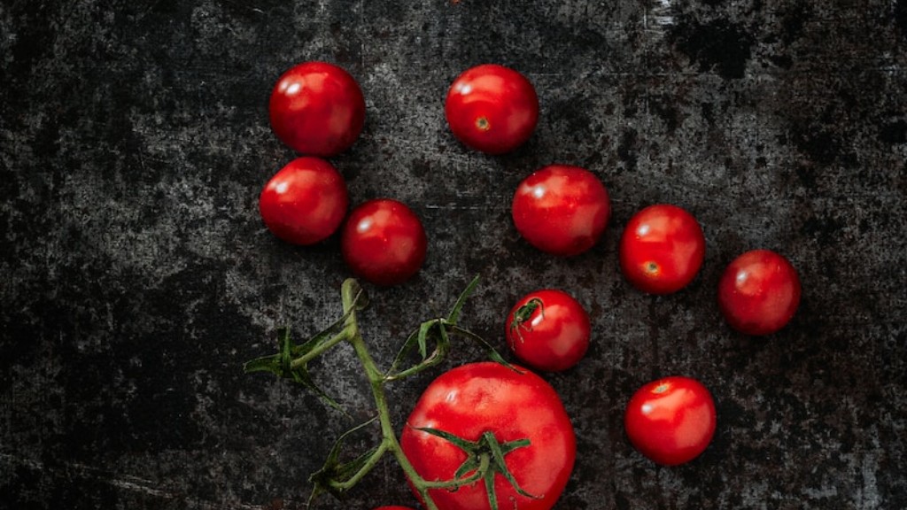 How Often To Feed Tomato Plants